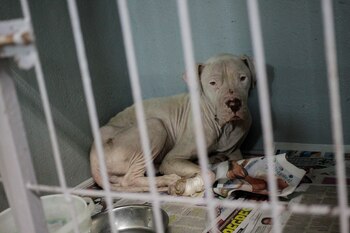 El abandono de perros aumentó