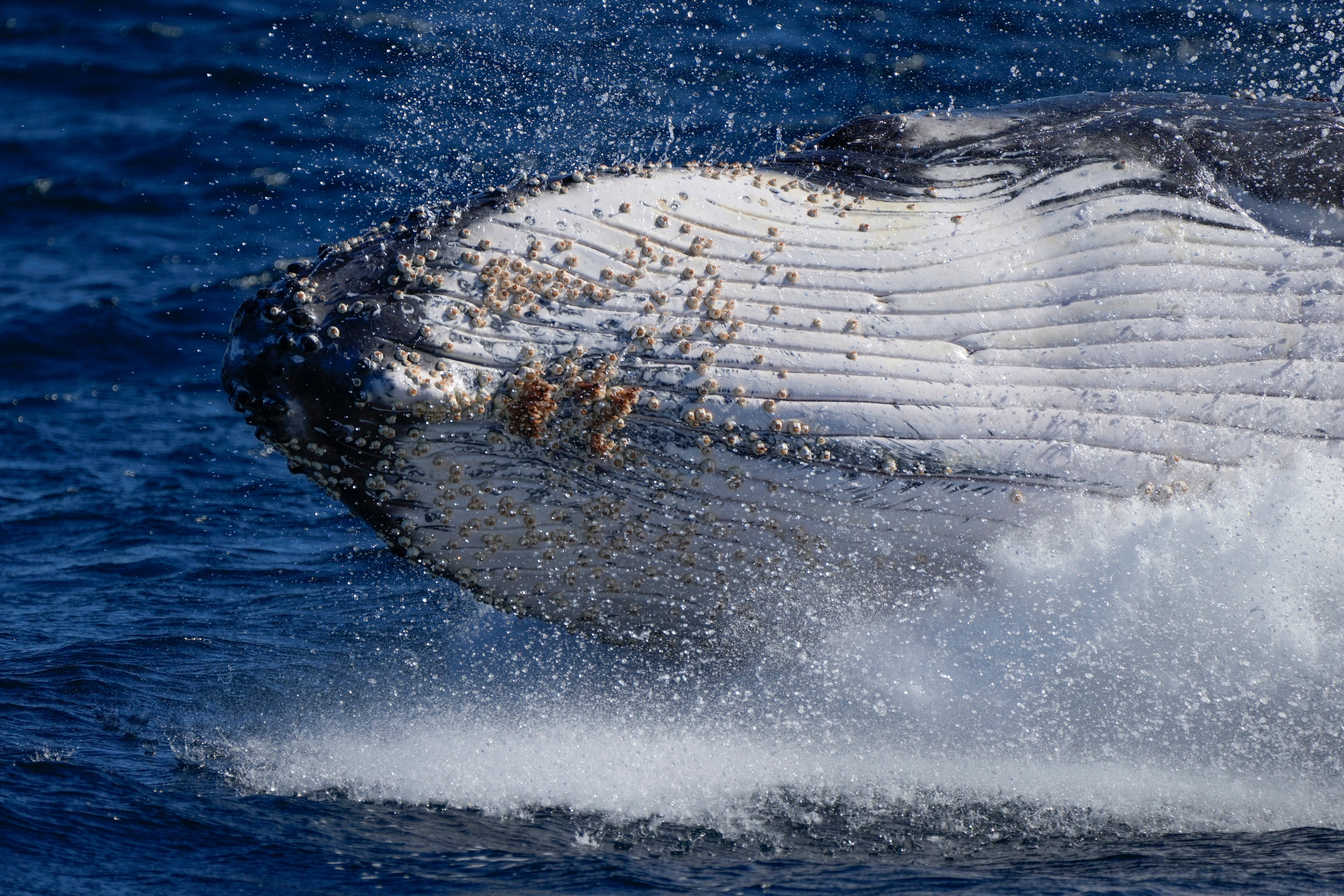 Las propiedades antimicrobianas de las algas marinas y la eliminación de parásitos explican la interacción de las ballenas con estas plantas (AP)