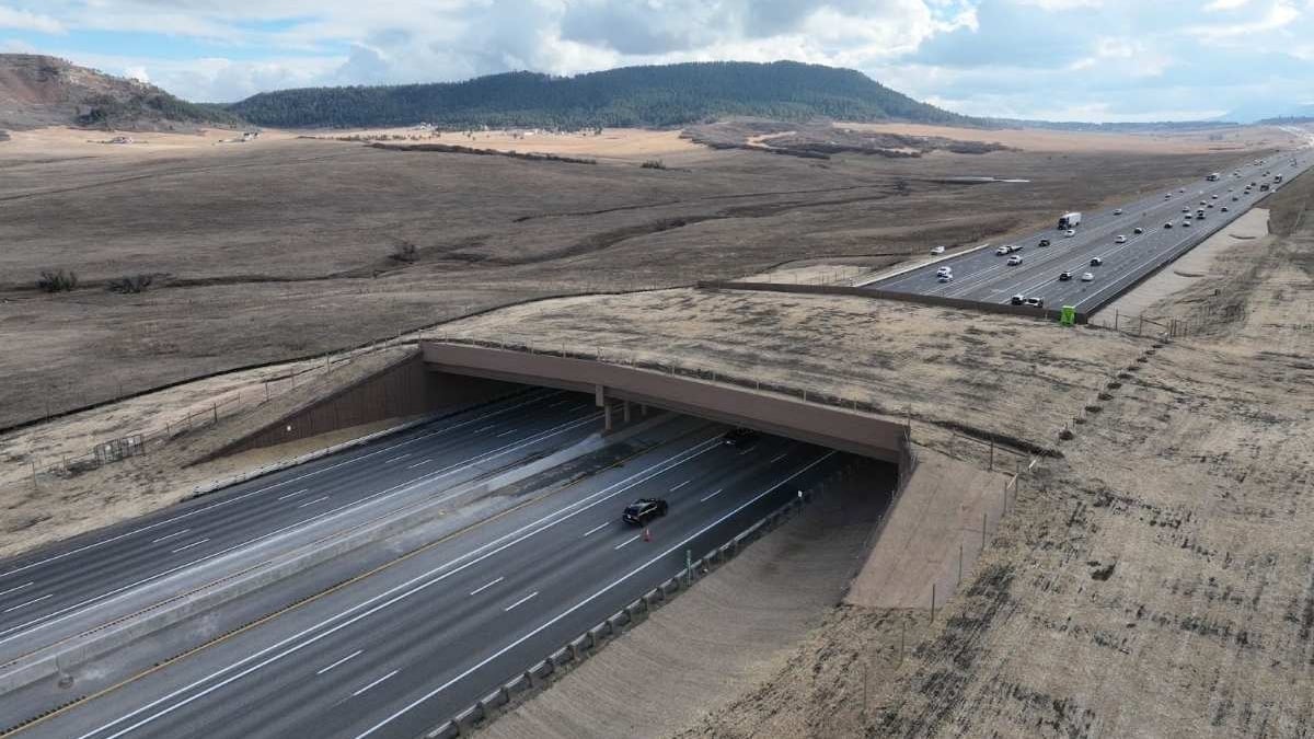 La obra elevada, instalada entre las dos principales ciudades del estado, unió hábitats separados por seis carriles y disminuyó los siniestros desde un promedio diario (Departamento de Transporte de Colorado (CDOT))