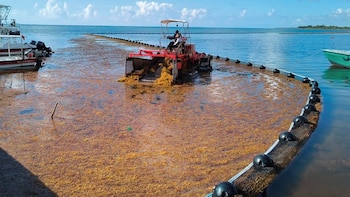 UNAM prevé que se formen 40 millones de toneladas de sargazo en el Atlántico