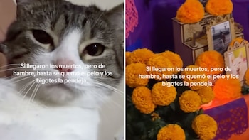 Gatita se come las croquetas de la ofrenda del Día de Muertos y termina con las cejas y los bigotes quemados