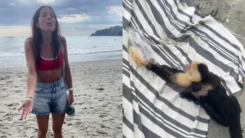 Monos le robaron la comida