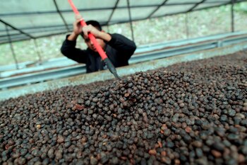 Hombre mientras remueve granos de