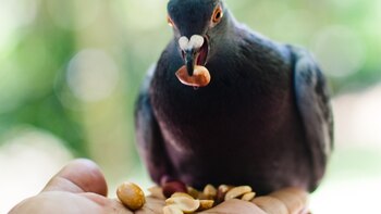 Medellin lancia un piano per