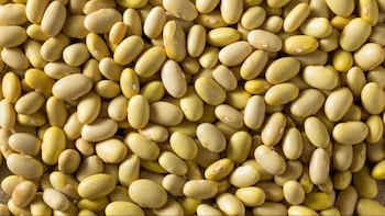 ¿Frejol canario, castilla o panamito?: