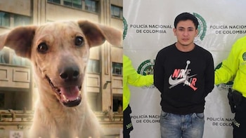 La captura de Amibelec Camacho, presunto responsable de la muerte de Kira, intensifica el debate sobre el maltrato animal en Bucaramanga - crédito @Cportilla40 / X