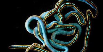 El gusano de neón, Tetranemertes