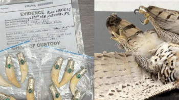 Desmantelan a los ‘Arpía’, red