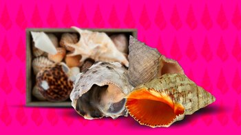 Imposex: el mal que masculiniza