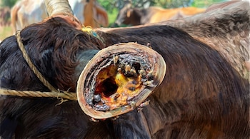 Un bovino de pelaje oscuro, una cuerda sobre su cuello y hombro, y una cavidad con insectos en su costado. Otros bovinos borrosos en el fondo.