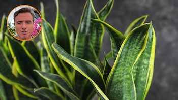Ángel Illescas, floricultor: “A esta planta la denomino como indestructible, aguanta mucho la sequía”