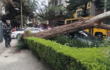 caida arbol 3 de mayo 2026 cdmx