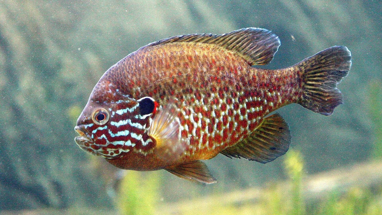 Ejemplar de perca sol. (Cephas/Wikimedia Commons)
