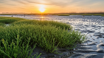 Salicornia: la planta que podría