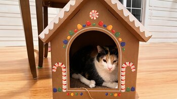 Lola fue encontrada al lado