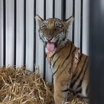 El cachorro asegurado en Hidalgo