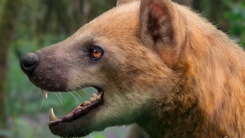 Descubren en Barcelona una nueva especie extinta de “perro-oso” que vivió hace 16 millones de años: era un cazador rápido