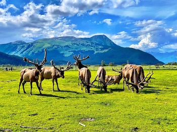 Varios alces con grandes astas pastando en un campo de hierba verde. Detrás se ven montañas verdes y un cielo azul con nubes blancas