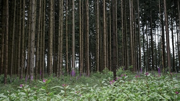 Descubren que los microbios mejoran