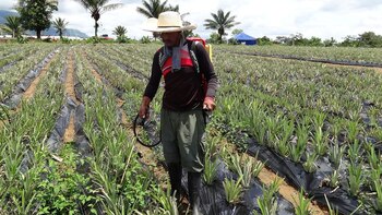 En Colombia solo se aprovecha