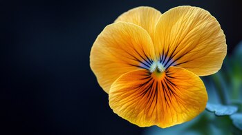 Flor pensamiento, una planta ornamental