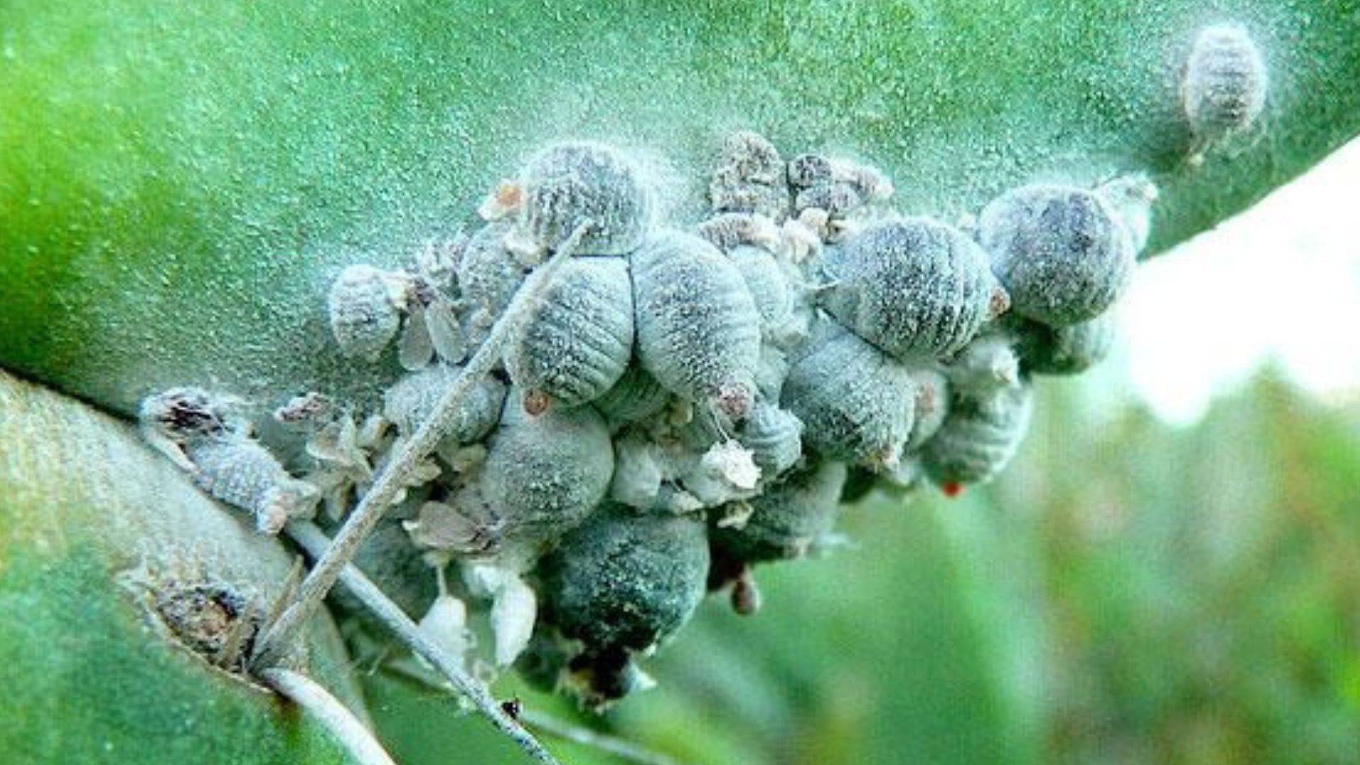 Cómo eliminar las cochinillas de las plantas y del jardín de casa