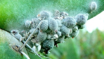 Cómo eliminar las cochinillas de las plantas y del jardín de casa
