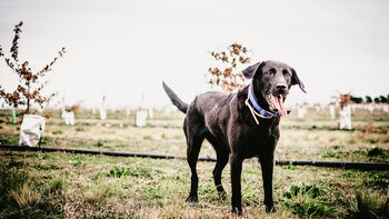 Para encontrar las trufas es