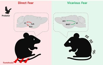 Mapa cerebral de los ratones
