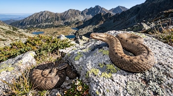 Dos serpientes enroscadas sobre rocas musgosas en primer plano con montañas y lagos al fondo bajo un cielo despejado.