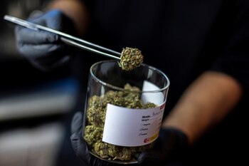 La regularización del cannabis está