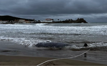 Ejemplar de zifio de Cuvier que apareció en la costa en enero de 2026. (ANSE)