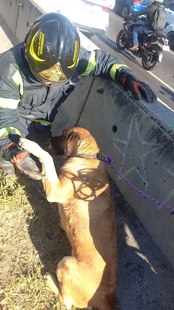 Bomberos de la Ciudad de