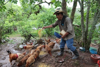Unos 4.000 hogares reciben asistencia para sostener la producción de alimentos en el corredor seco.