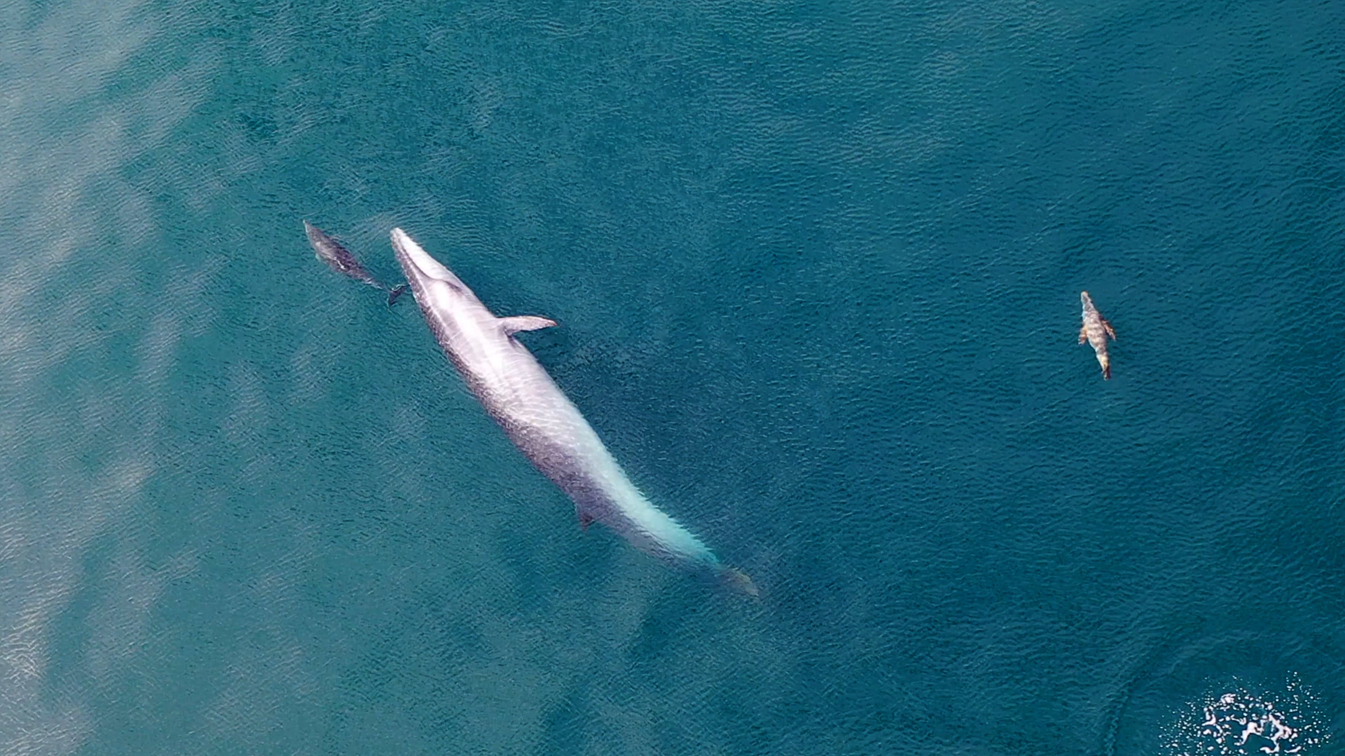 Una ballena Sei en las aguas de Rada Tilly junto a un delfín nariz de botella
