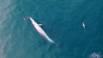 Ballena Sei