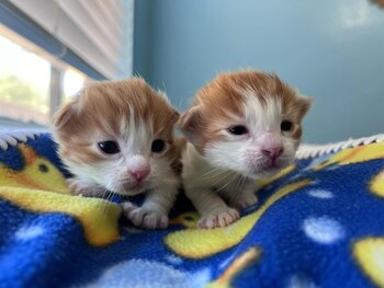 La tierna razón por la que esta gata comunitaria dejó de huir y se acercó a los rescatistas (Instagram jinsbottlebabies)