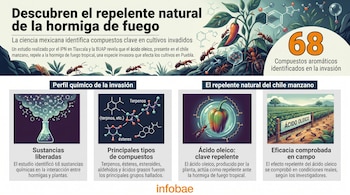 Infografía de investigación sobre hormigas de fuego, plantas de chile manzano, estructuras químicas, matraces, campo de cultivo y texto informativo.