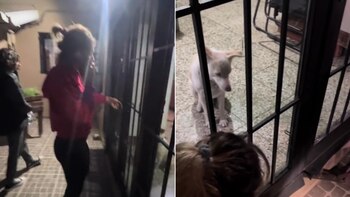 Un perro crea un caos