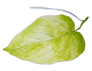 Hoja santa (Laura Vázquez García/INPI)