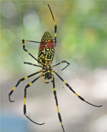 Son arañas relativamente inofensivas para