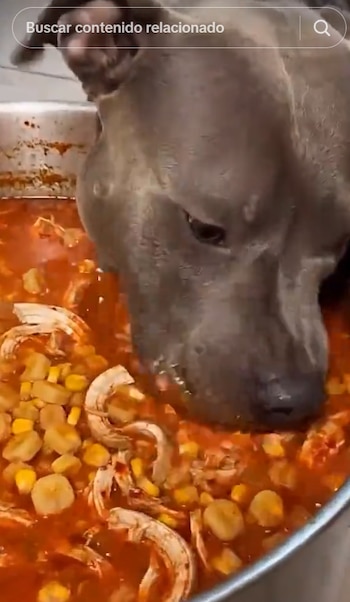 Las imágenes del lomito comiendo directamente del recipiente causaron furor entre usuarios que compartieron la peculiar escena. (Captura de pantalla)