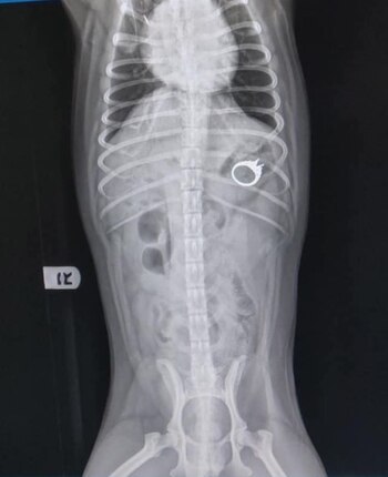 Los rayos-X mostraron que el