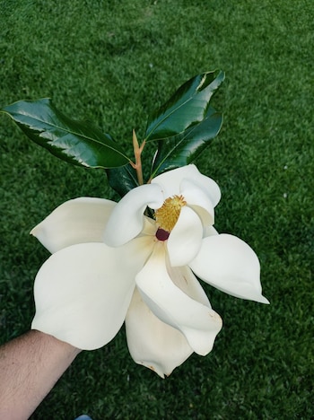 Crédito: X/@pacheperez