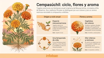 Infografía con una ilustración de la planta de cempasúchil, esquemas sobre su origen mesoamericano, su ciclo de vida y su aroma.