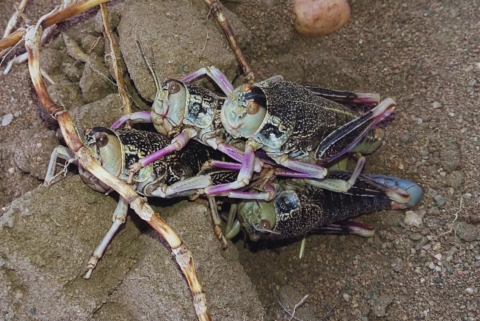 A diferencia de otras tucuras, esta especie es áptera: no tiene alas y se desplaza saltando o caminando