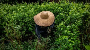 Ministerio de Agricultura activó un Puesto de Mando Unificado para enfrentar El Niño y proteger la producción de alimentos en Colombia