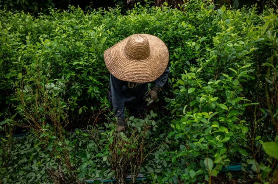 Un campesino recolectando hojas de coca en Putumayo, Colombia (Federico Ríos)