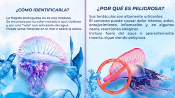 Esta especie suele avistarse a