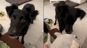 La mascota conmovió a miles